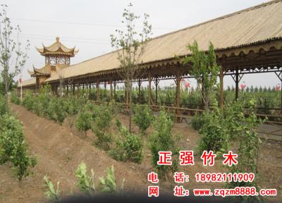竹長廊 7